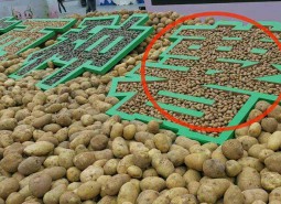 重庆渝北渭源马铃薯种薯420平米冷库设计方案