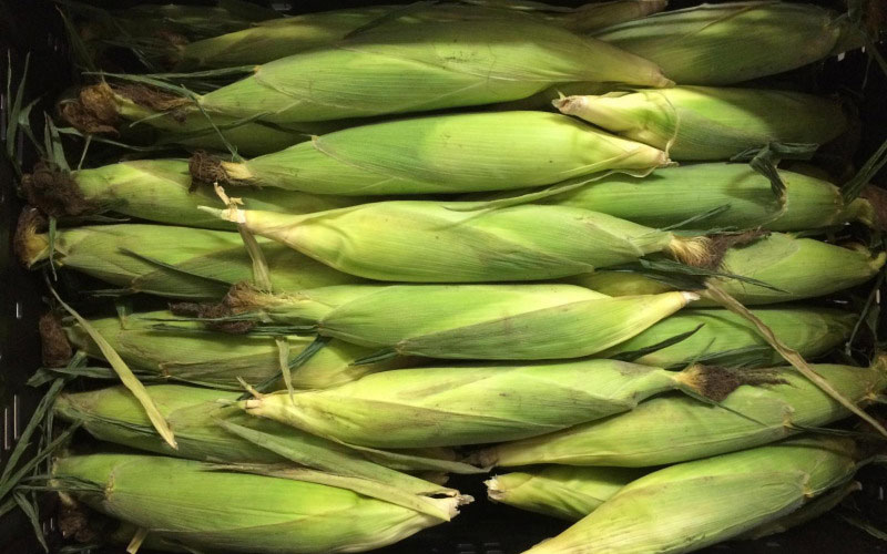 鲜食玉米在冷库能存放多长时间？