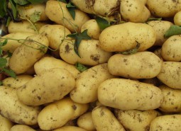 重庆长寿肃北马铃薯（土豆）700平米蔬菜保鲜冷库设计方案