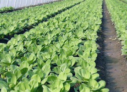 重庆北碚正开县家庭农场360平方米蔬菜保鲜冷库安装工程